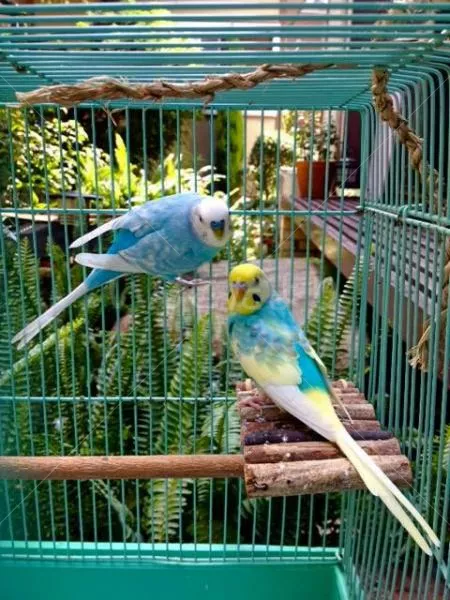 コメントの画像