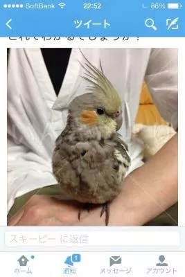 コメントの画像