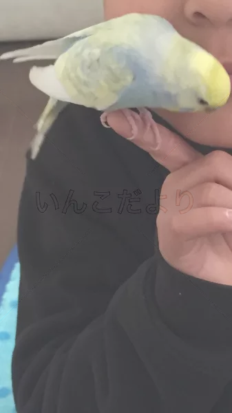 コメントの画像