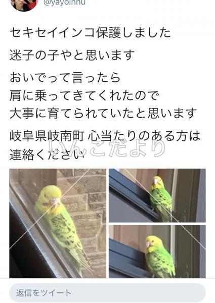 コメントの画像