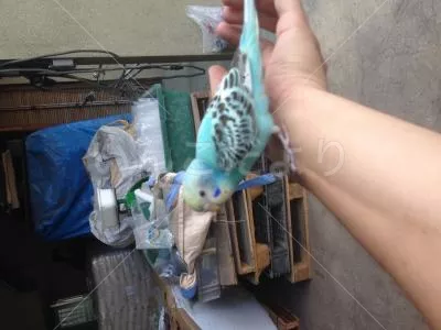 コメントの画像