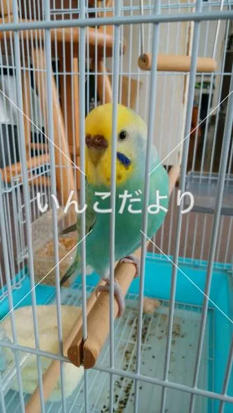 コメントの画像