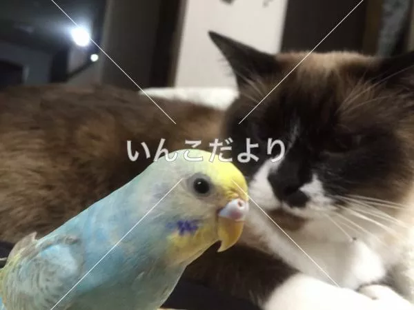 コメントの画像