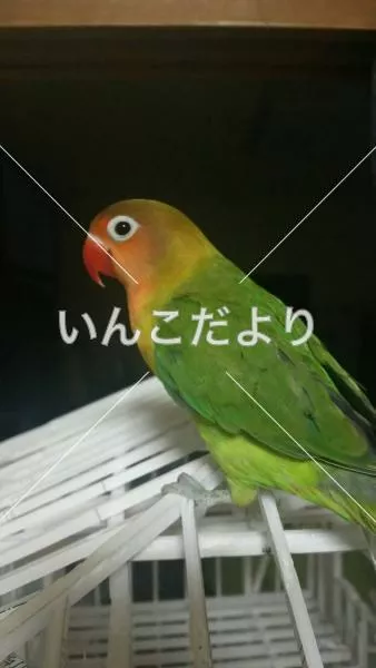 コメントの画像