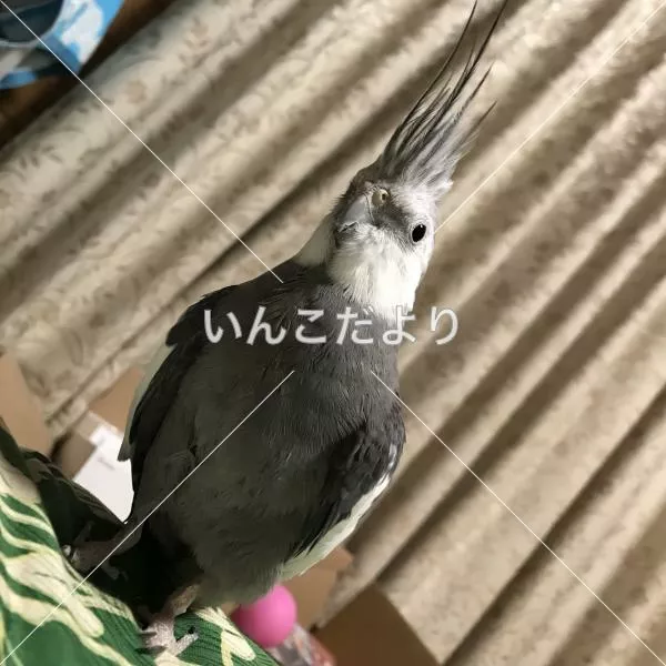 コメントの画像