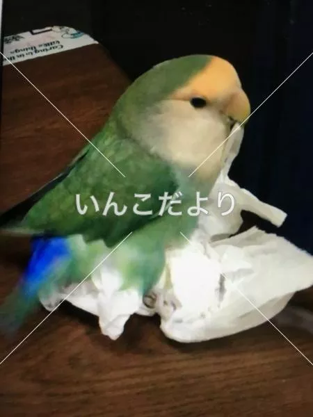 コメントの画像