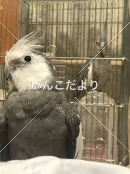 コメントの画像