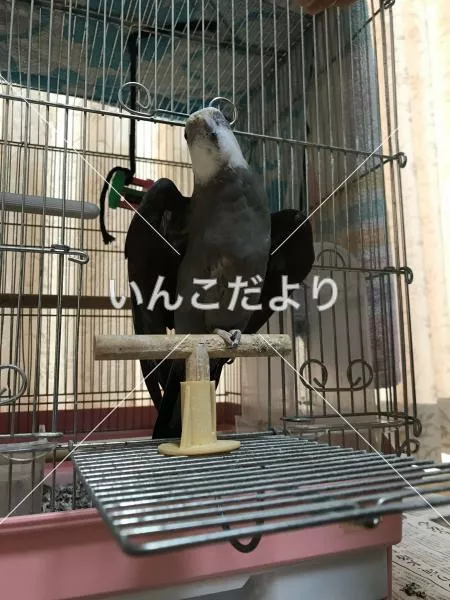 コメントの画像