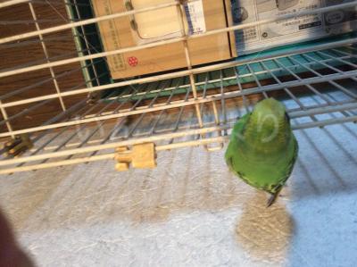 コメントの画像