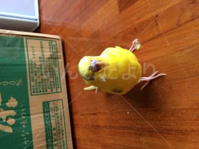 コメントの画像