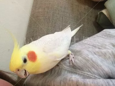 コメントの画像