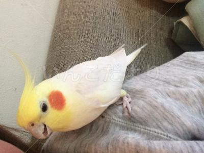 コメントの画像