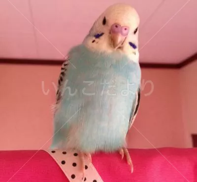 コメントの画像