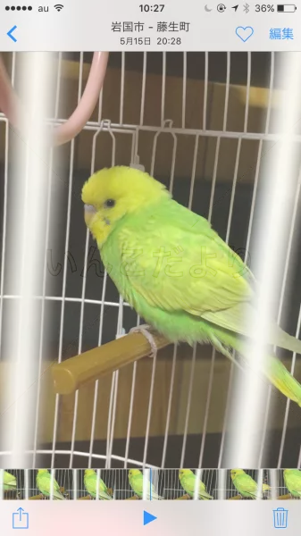 コメントの画像