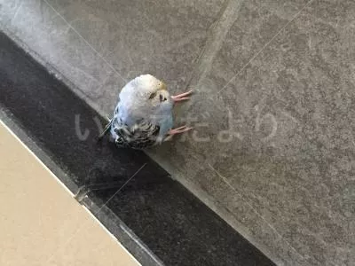 コメントの画像