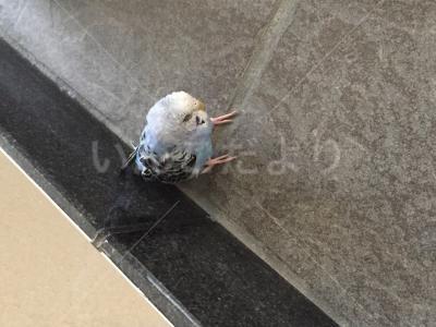 コメントの画像