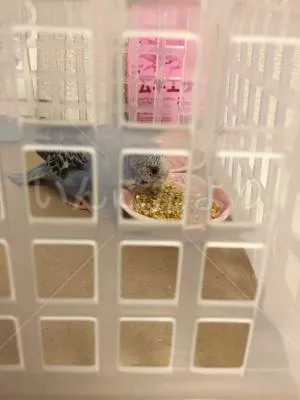 コメントの画像