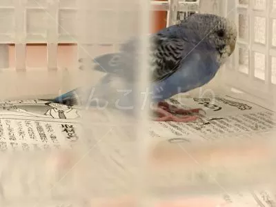 コメントの画像