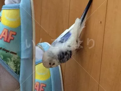 コメントの画像