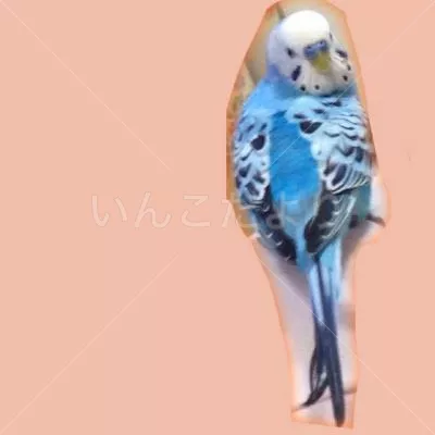 コメントの画像