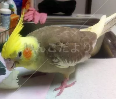 コメントの画像