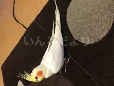 コメントの画像