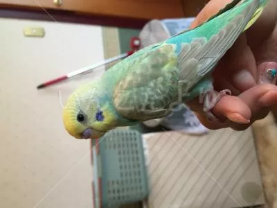 コメントの画像