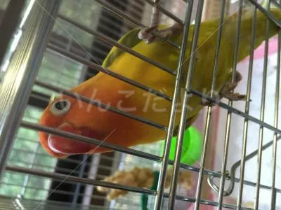 コメントの画像