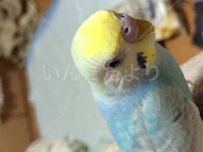 コメントの画像