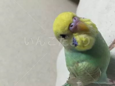 コメントの画像