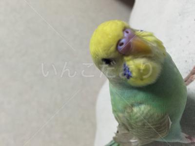 コメントの画像