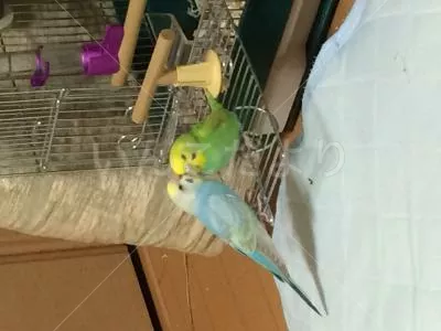 コメントの画像