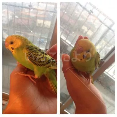 コメントの画像