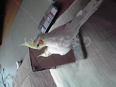 コメントの画像