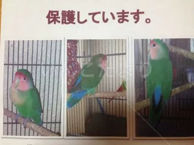 コメントの画像