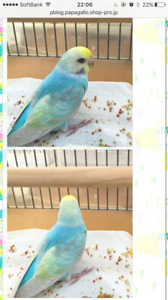 コメントの画像