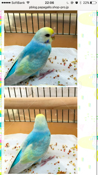 コメントの画像