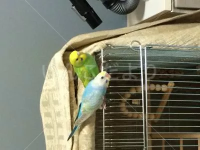 コメントの画像