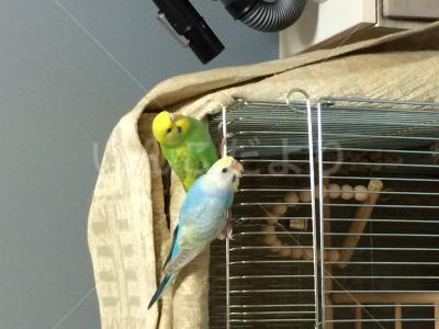 コメントの画像
