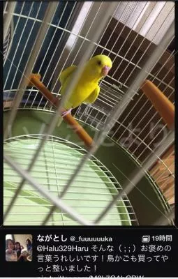 コメントの画像