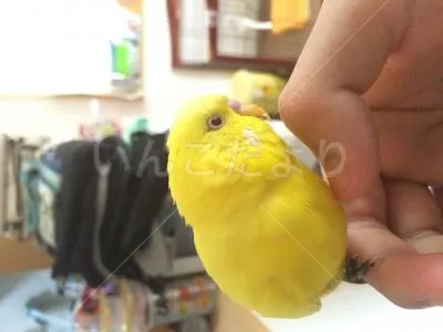 コメントの画像