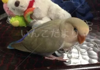 コメントの画像