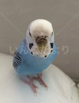 コメントの画像