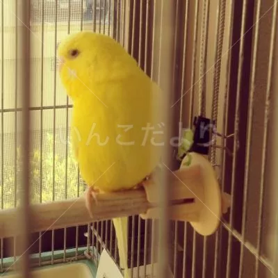 コメントの画像