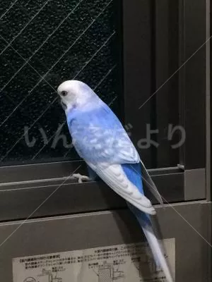 コメントの画像