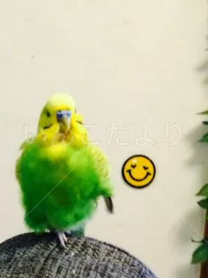 コメントの画像