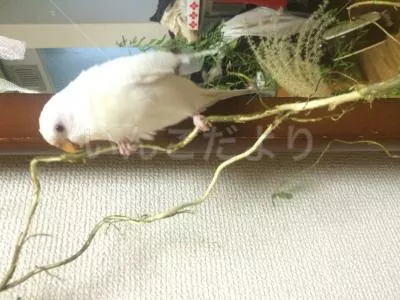 コメントの画像