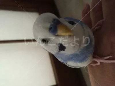 コメントの画像