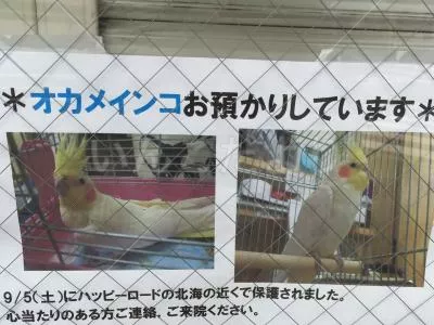 コメントの画像