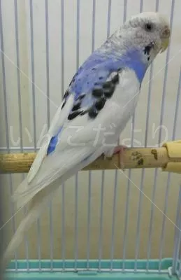 コメントの画像